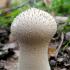 Характеристика и применение гриба дождевика Гриб дождевик съедобный или нет как готовить
