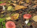 Сыроежки - съедобные грибы или нет?